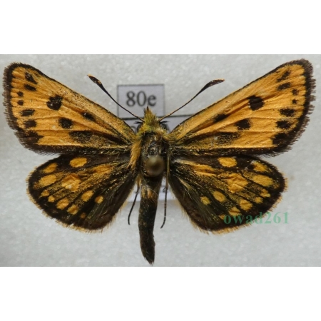Carterocephalus silvicola (Meigen, 1829) male Kosternik leśniak Poland80e